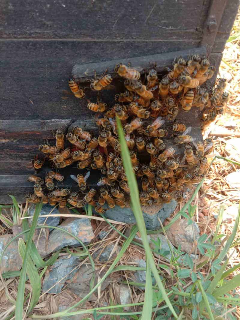 中華蜜蜂和意大利蜂蜜的價格表(中蜂和意蜂不同地區的價格差異) 中華蜜蜂和意大利蜂蜜的價格表(中蜂和意蜂不同地區的價格差異)