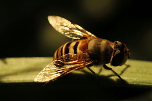 虎頭蜂蜂王和工蜂有什么區別(馬蜂蜂王與雄蜂和工蜂怎樣區別) 虎頭蜂蜂王和工蜂有什么區別(馬蜂蜂王與雄蜂和工蜂怎樣區別)