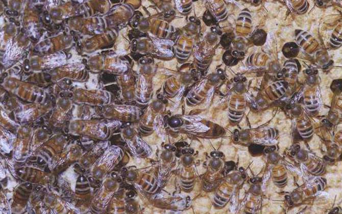 喀爾巴阡蜂的形態特征(喀爾巴阡蜂的歷史介紹) 喀爾巴阡蜂的形態特征(喀爾巴阡蜂的歷史介紹)