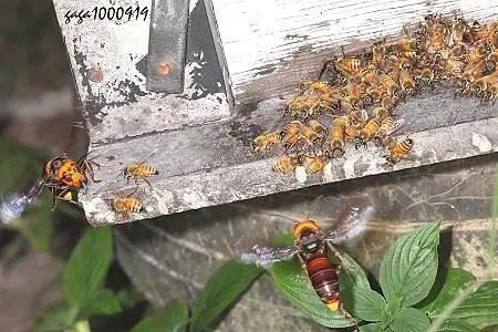 虎頭蜂和蜜蜂有什么區別(虎頭蜂是什么蜂) 虎頭蜂和蜜蜂有什么區別(虎頭蜂是什么蜂)