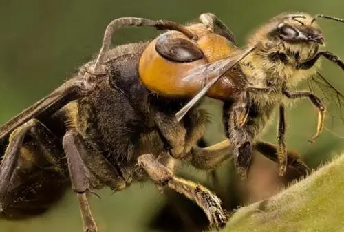 虎頭蜂和蜜蜂有什么區別(虎頭蜂是什么蜂) 虎頭蜂和蜜蜂有什么區別(虎頭蜂是什么蜂)