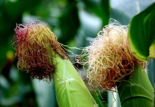 蜜蜂采集玉米花粉有蜜嗎？(玉米產花粉還是花蜜)