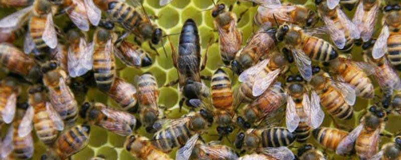 老蜂王產(chǎn)卵后什么時候再交尾(蜜蜂蜂王一生交尾幾次) 老蜂王產(chǎn)卵后什么時候再交尾(蜜蜂蜂王一生交尾幾次)
