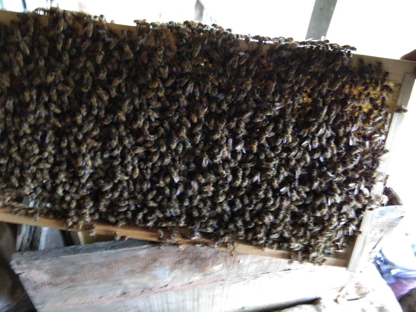 中蜂介入高加索蜂王會怎樣(怎么介入蜂王才能百分百成功) 中蜂介入高加索蜂王會怎樣(怎么介入蜂王才能百分百成功)