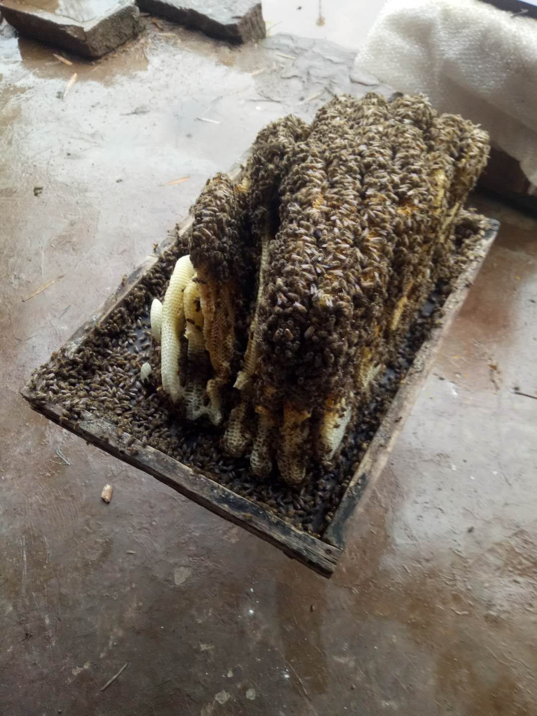 中蜂介入高加索蜂王會怎樣(怎么介入蜂王才能百分百成功) 中蜂介入高加索蜂王會怎樣(怎么介入蜂王才能百分百成功)