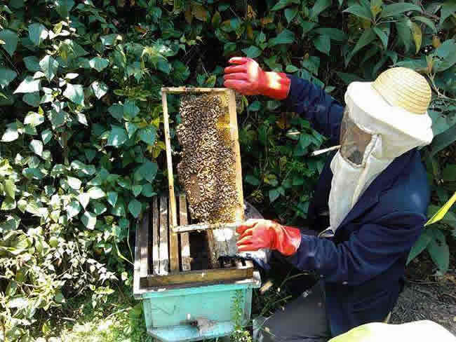 如何在有子脾情況下取蜜？
