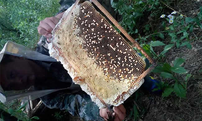 如何在有子脾情況下取蜜？