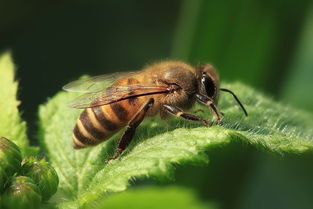 怎么快速處理產(chǎn)卵工蜂(工蜂產(chǎn)卵的快速處理方法) 怎么快速處理產(chǎn)卵工蜂(工蜂產(chǎn)卵的快速處理方法)