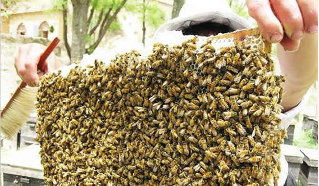 一天中什么時候取蜂蜜最好? 什么時候取蜂蜜最好