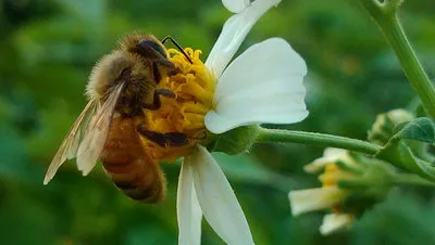 高加索蜂和卡尼鄂拉蜂對(duì)比(高加索蜂和卡尼鄂拉蜂的區(qū)別) 高加索蜂和卡尼鄂拉蜂對(duì)比(高加索蜂和卡尼鄂拉蜂的區(qū)別)