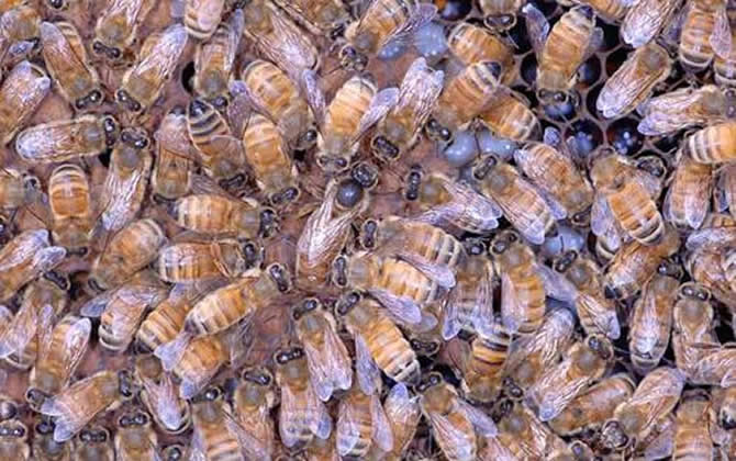 蜂王一天能產多少卵? 蜂王