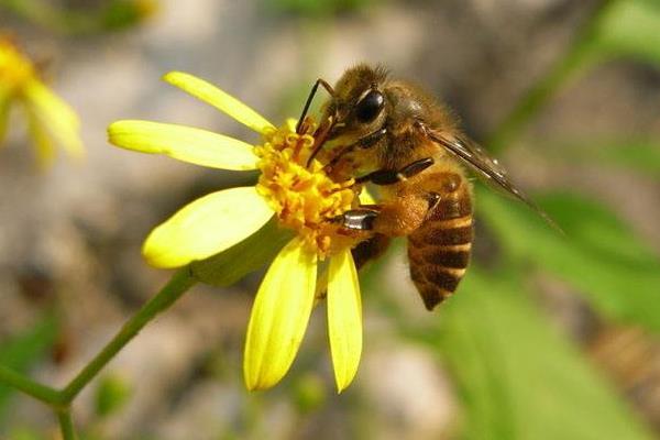 家里經(jīng)常會(huì)有蜜蜂進(jìn)來(lái)預(yù)示什么(蜜蜂進(jìn)家里有什么預(yù)兆 ) 家里經(jīng)常會(huì)有蜜蜂進(jìn)來(lái)預(yù)示什么(蜜蜂進(jìn)家里有什么預(yù)兆 )