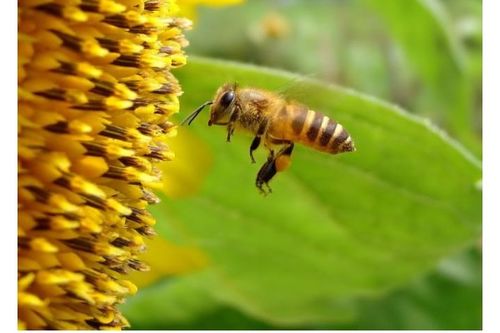 蜜蜂沒有王還能不能養成功(蜂群沒有蜂王怎么辦) 蜜蜂沒有王還能不能養成功(蜂群沒有蜂王怎么辦)
