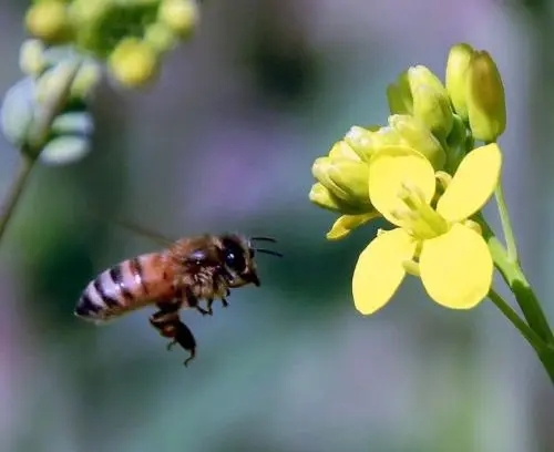 有關蜂的詩詞 有關蜂的詩詞