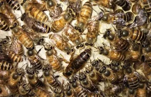 蜂王交尾不成功的主要原因 蜂王交尾不成功的主要原因