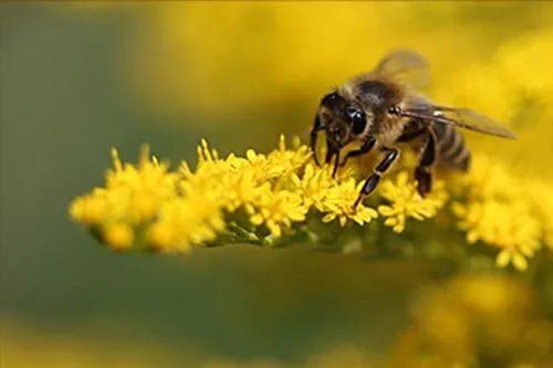 意蜂場(chǎng)地中蜂能交尾成功嗎（中蜂與意蜂的交配自然受精還是人工授精會(huì)有結(jié)果么）
