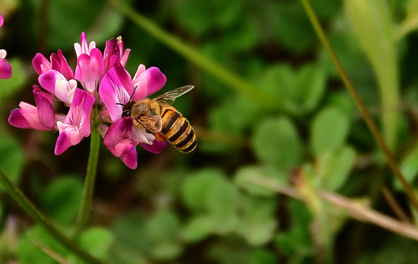 【蜜蜂知識】蜜蜂生活環(huán)境的特性 【蜜蜂知識】蜜蜂生活環(huán)境的特性