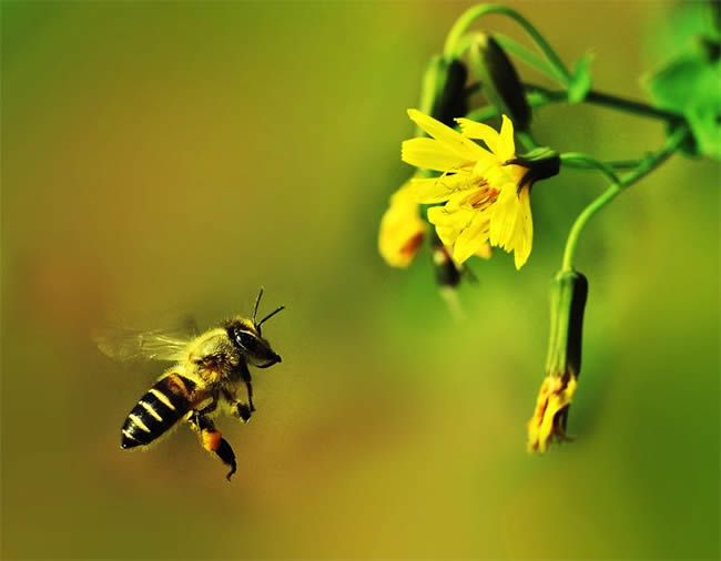 中蜂自然分蜂一年幾次? 自然分蜂