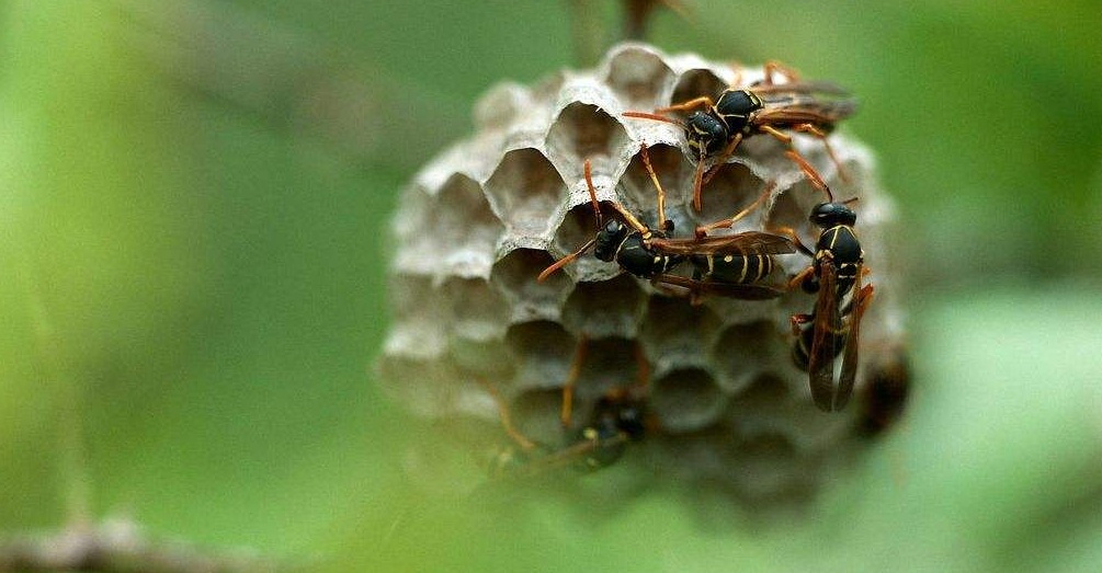 蜜蜂是怎么筑巢的？