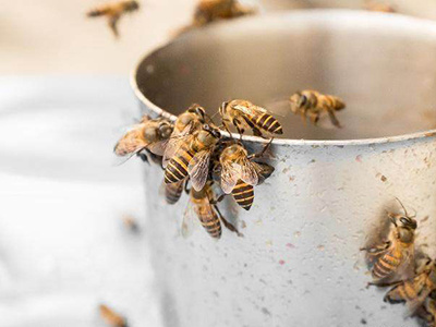 中蜂飼料用什么配(中蜂飼料制作配方及比例) 中蜂飼料用什么配(中蜂飼料制作配方及比例)