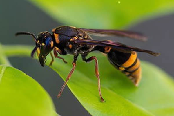 馬蜂蜇人后為什么會(huì)不死？被蜇了怎么辦？(附帶緊急處理方法)