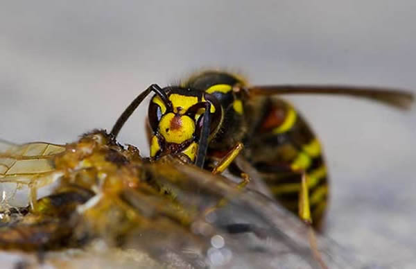 馬蜂蜇人后為什么會(huì)不死？被蜇了怎么辦？(附帶緊急處理方法)