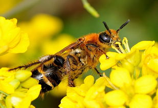 蜜蜂咬巢門是什么原因(為什么蜜蜂會啃咬巢門) 蜜蜂咬巢門是什么原因(為什么蜜蜂會啃咬巢門)