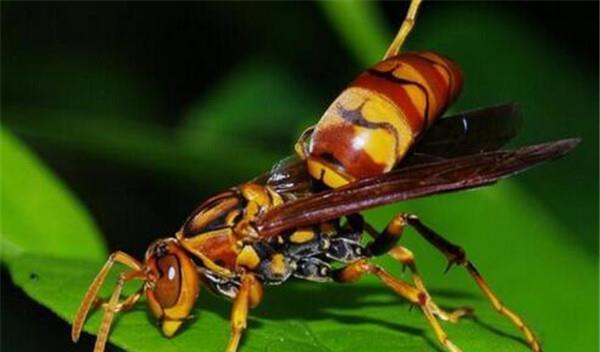 中國大虎頭蜂的毒屬什么性(被虎頭蜂咬了怎么處理?) 中國大虎頭蜂的毒屬什么性(被虎頭蜂咬了怎么處理?)