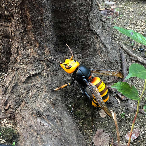 中國大虎頭蜂的毒屬什么性(被虎頭蜂咬了怎么處理?) 中國大虎頭蜂的毒屬什么性(被虎頭蜂咬了怎么處理?)