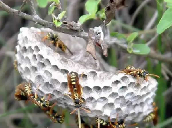 手被馬蜂蜇了怎么辦？幾天消腫？(附帶怎么消腫止痛)
