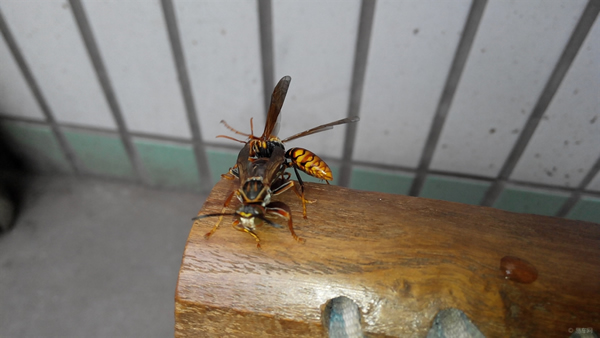 手被馬蜂蜇了怎么辦？幾天消腫？(附帶怎么消腫止痛)