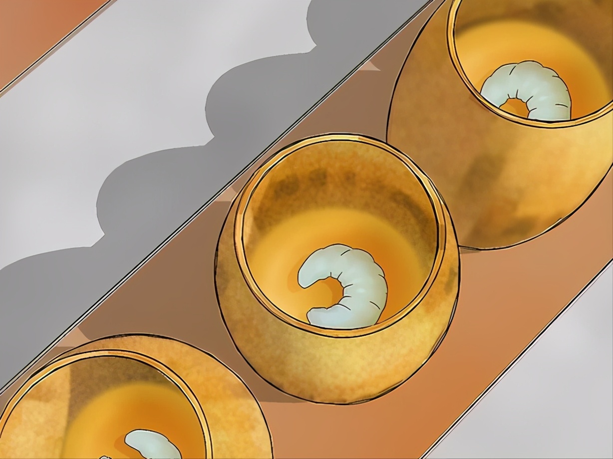 蜂王漿蜜蜂是怎么儲存起來的(蜂王漿的收獲和儲存過程) 蜂王漿蜜蜂是怎么儲存起來的(蜂王漿的收獲和儲存過程)