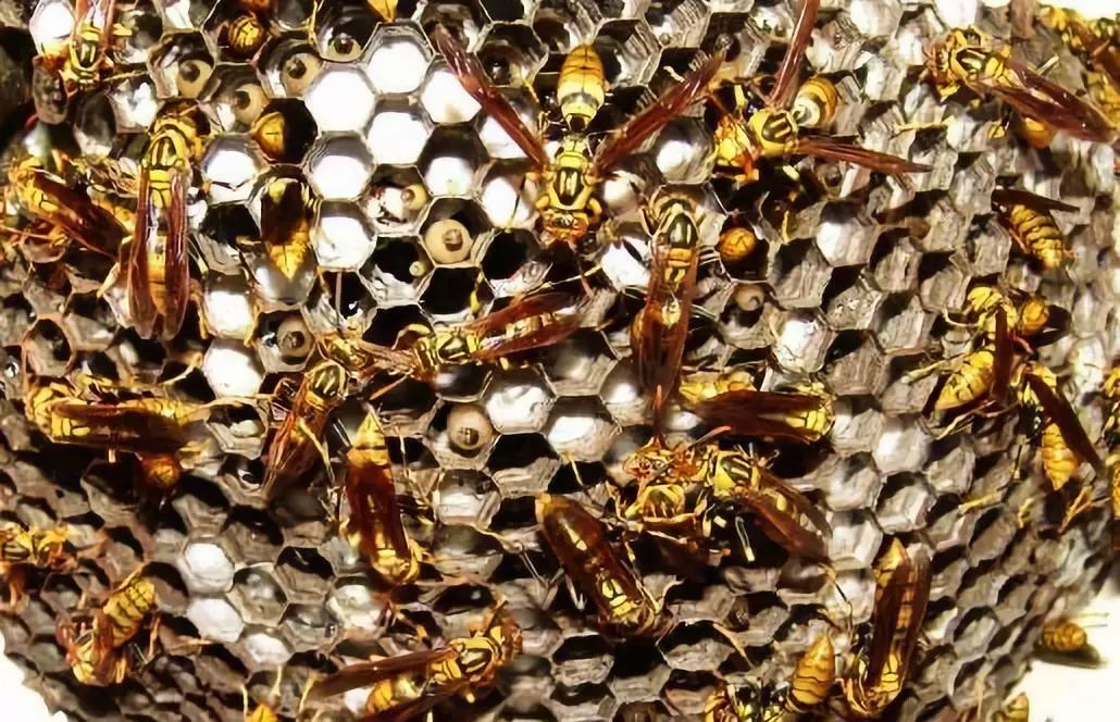 打死一只馬蜂會(huì)報(bào)復(fù)嗎（打死馬蜂會(huì)被其他馬蜂報(bào)復(fù)嗎）