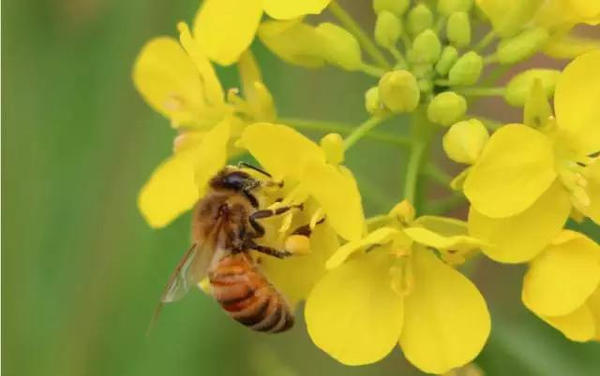 中蜜一號王有什么優缺點（中蜜一號的特點）