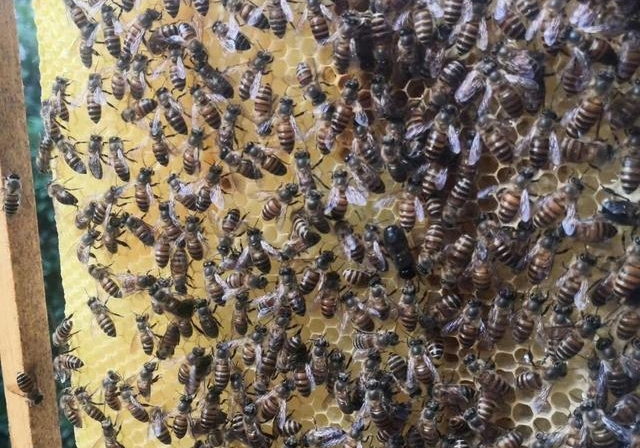 網上買的蜂王好不好(網上買的蜂王靠譜嗎) 網上買的蜂王好不好(網上買的蜂王靠譜嗎)