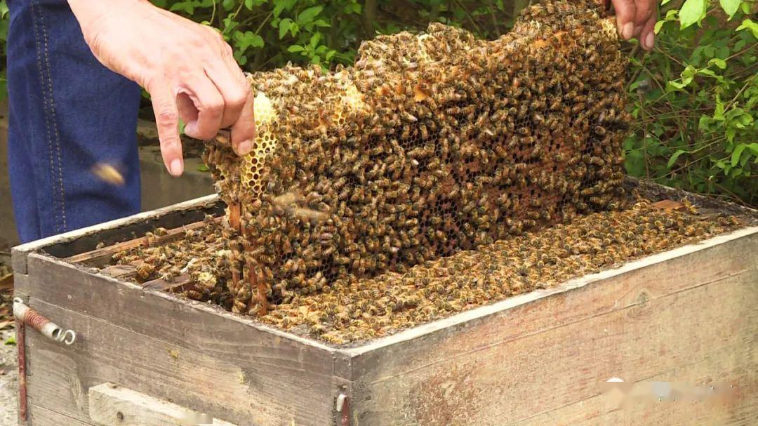 學(xué)養(yǎng)蜂需要多久能學(xué)成(新手怎么學(xué)養(yǎng)蜂) 學(xué)養(yǎng)蜂需要多久能學(xué)成(新手怎么學(xué)養(yǎng)蜂)