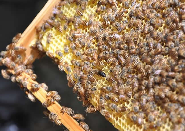 三步教你入門養(yǎng)蜂