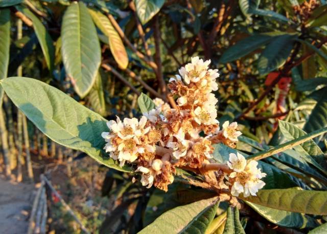 瓜類是否為蜜源植物 瓜類是否為蜜源植物