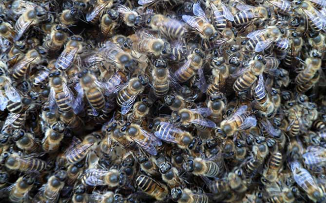 阿壩中蜂抗病力強嗎(你聽說過阿壩中蜂嗎?它“神”在哪里) 阿壩中蜂抗病力強嗎(你聽說過阿壩中蜂嗎?它“神”在哪里)