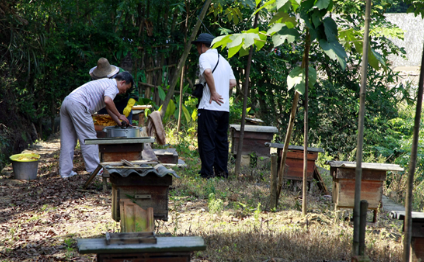 阿壩中蜂抗病力強嗎(你聽說過阿壩中蜂嗎?它“神”在哪里) 阿壩中蜂抗病力強嗎(你聽說過阿壩中蜂嗎?它“神”在哪里)