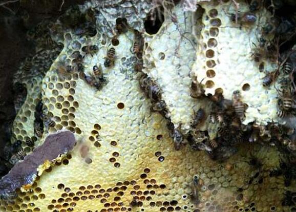 怎么利用購買的蜂王進(jìn)行分蜂繁殖（怎么分蜂繁殖）