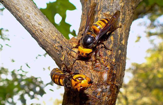 怎樣養殖胡蜂(胡蜂養殖技術) 怎樣養殖胡蜂(胡蜂養殖技術)