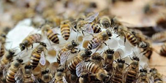 云貴高原中蜂漢中可以養(yǎng)嗎(高原中蜂如何養(yǎng)殖) 云貴高原中蜂漢中可以養(yǎng)嗎(高原中蜂如何養(yǎng)殖)