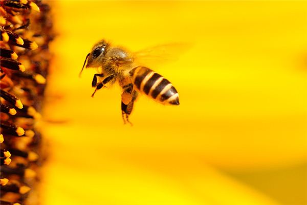 云貴高原中蜂漢中可以養(yǎng)嗎(高原中蜂如何養(yǎng)殖) 云貴高原中蜂漢中可以養(yǎng)嗎(高原中蜂如何養(yǎng)殖)