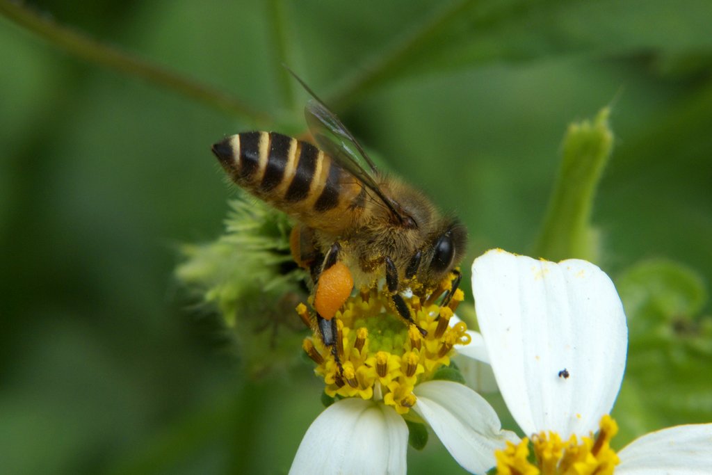 秋季工蜂的壽命有多長(工蜂能活多長時間) 秋季工蜂的壽命有多長(工蜂能活多長時間)