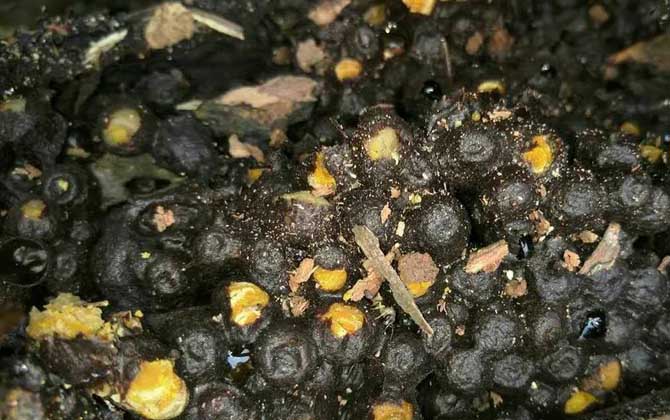 酸蜂蜜的營養價值(酸蜂蜜的藥用價值) 酸蜂蜜的營養價值(酸蜂蜜的藥用價值)