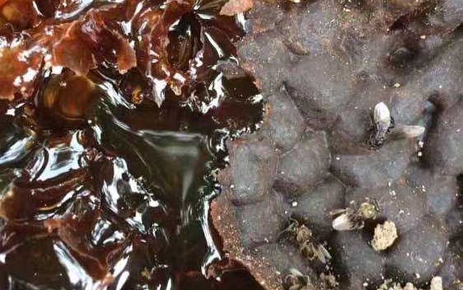 酸蜂蜜的營養價值(酸蜂蜜的藥用價值) 酸蜂蜜的營養價值(酸蜂蜜的藥用價值)