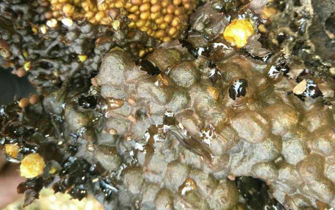 酸蜂蜜的營養價值(酸蜂蜜的藥用價值) 酸蜂蜜的營養價值(酸蜂蜜的藥用價值)