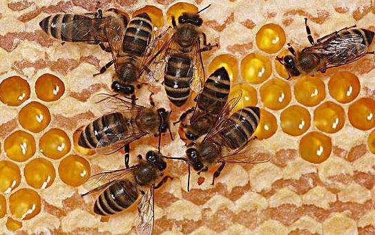 蜂王和工蜂同時產(chǎn)卵怎么辦(有蜂王工蜂產(chǎn)卵怎么辦) 蜂王和工蜂同時產(chǎn)卵怎么辦(有蜂王工蜂產(chǎn)卵怎么辦)