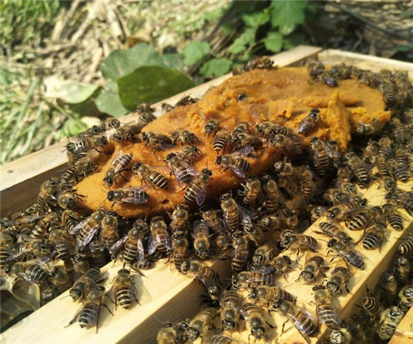 蜂王和工蜂同時產(chǎn)卵怎么辦(有蜂王工蜂產(chǎn)卵怎么辦) 蜂王和工蜂同時產(chǎn)卵怎么辦(有蜂王工蜂產(chǎn)卵怎么辦)